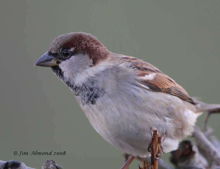 House Sparrow Polemere 5 12 08 IMG_7066